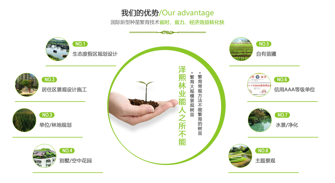 湖南香樟樹優勢