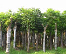 欒樹基地